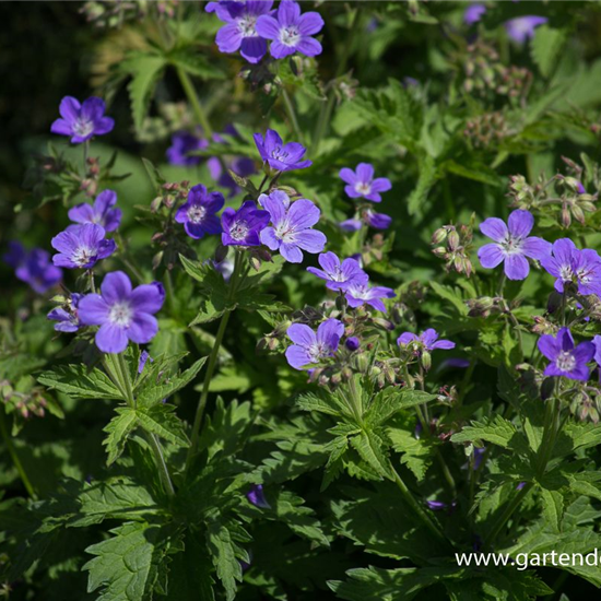 Garten-Storchschnabel 'Mayflower'