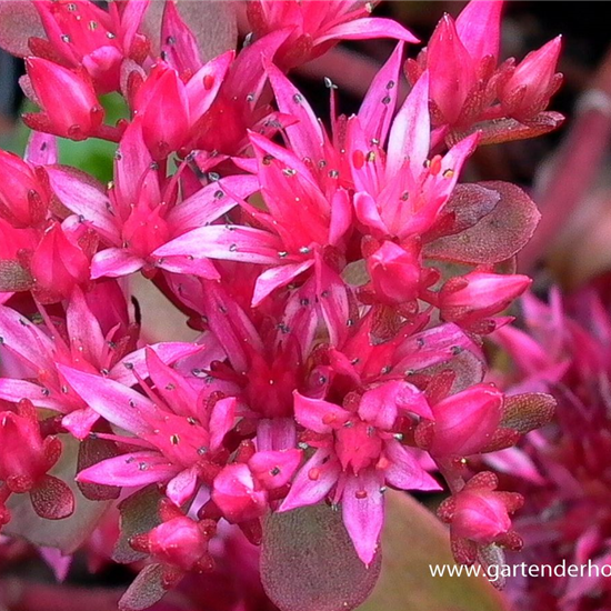 Garten-Teppich-Fettblatt 'Fuldaglut'