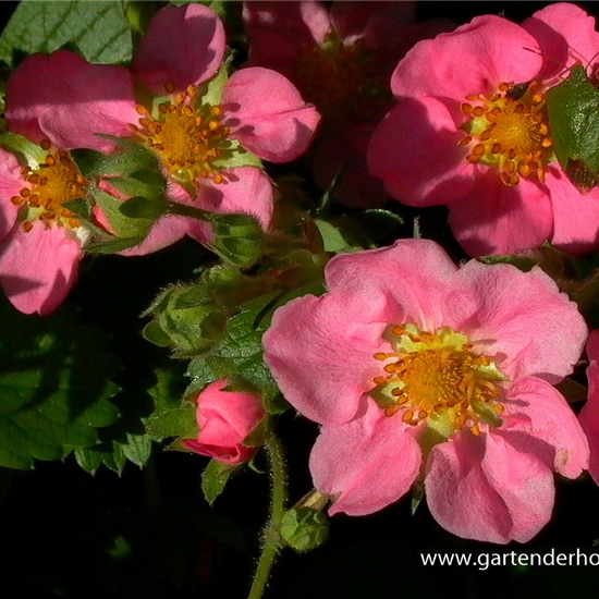 Garten-Zier-Erdbeere 'Pink Panda'®