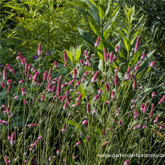 Garten-Wiesenknopf 'Pink Tanna'