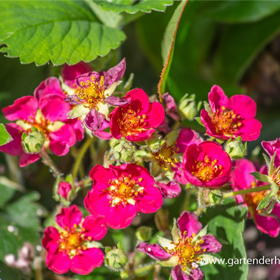 Garten-Zier-Erdbeere 'Red Ruby'