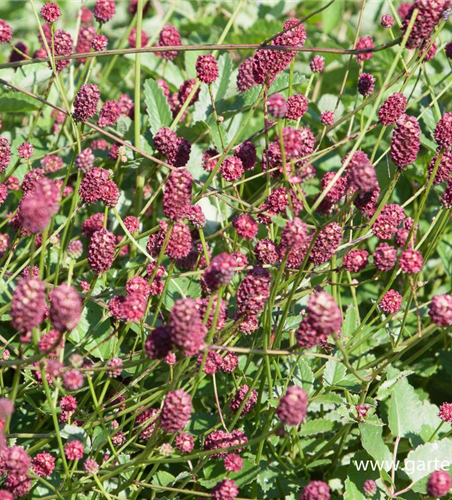 Garten-Wiesenknopf 'Tanna' Garten-Wiesenknopf 'Tanna'