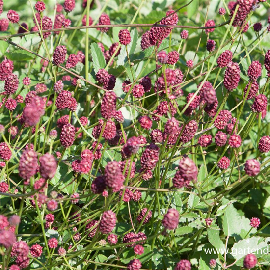 Garten-Wiesenknopf 'Tanna'