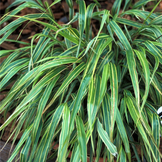 Garten-Ziergras 'Albostriata'