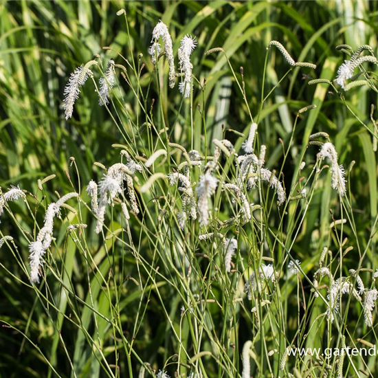 Garten-Wiesenknopf 'White Tanna'