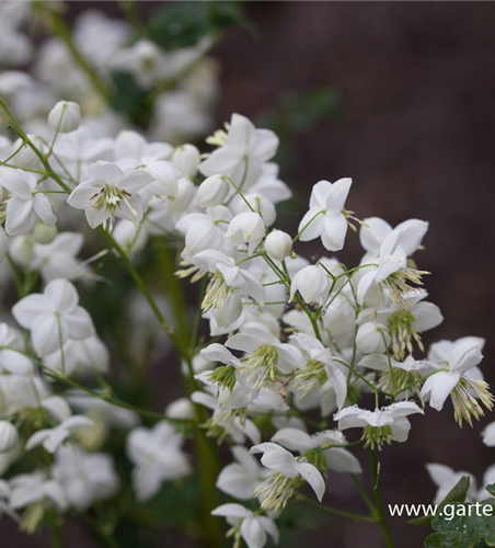 Garten-Wiesenraute 'Splendide White'® Garten-Wiesenraute 'Splendide White'®