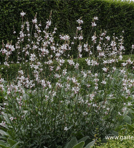 Gaura lindheimerii, weiß