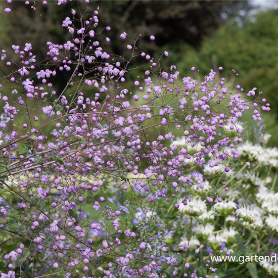 Garten-Wiesenraute 'Splendide'®