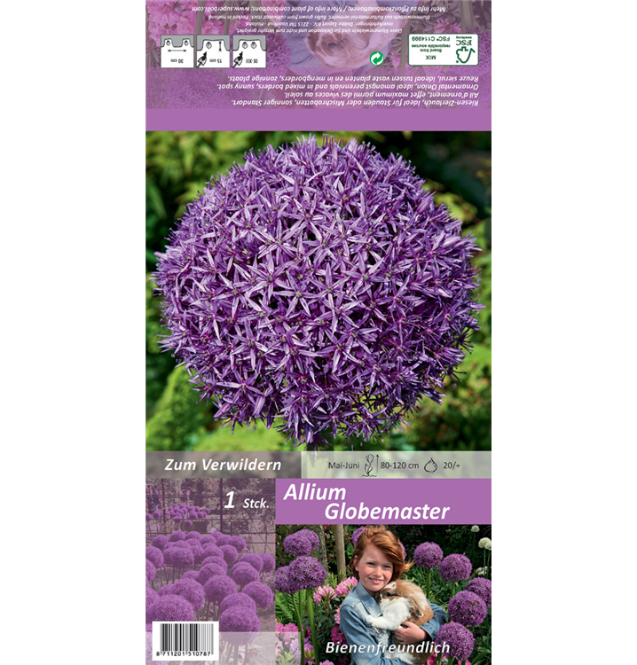 Allium 'Globemaster'