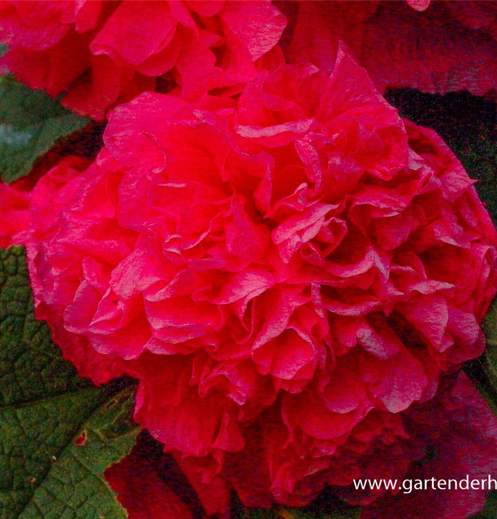 Alcea rosea 'Pleniflora', rot