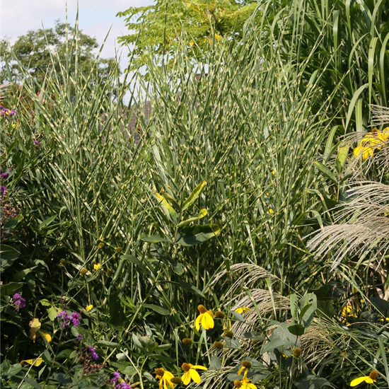 Garten-Zebraschilf