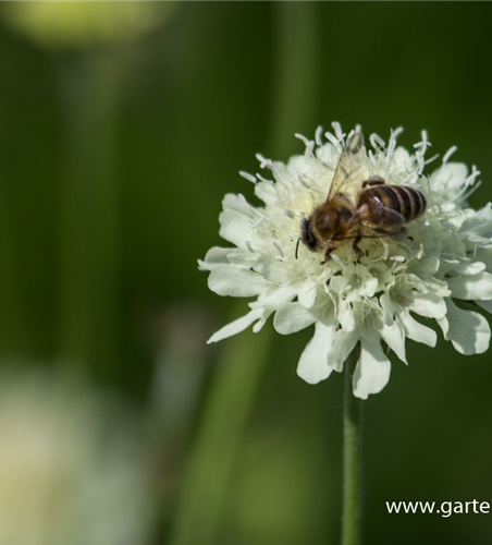 Gelbe Skabiose Gelbe Skabiose