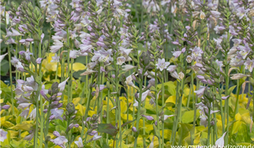 Zum Vergrößern klicken Bildvorschau