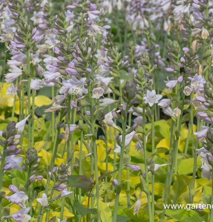Hosta sieboldiana 'August Moon' Hosta sieboldiana 'August Moon'