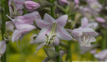 Zum Vergrößern klicken Bildvorschau