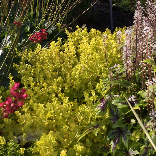 Gelblaubiges Garten-Pfennigkraut 'Aurea'