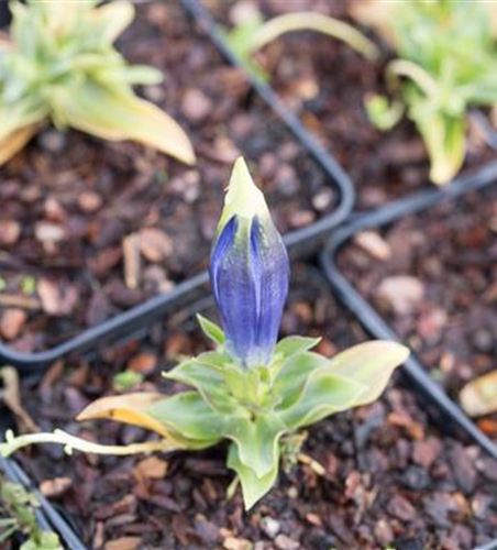 Gentiana acaulis