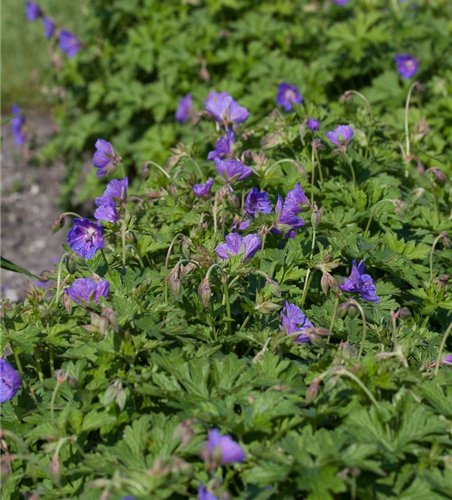 Geranium himalayense 'Gravetye'