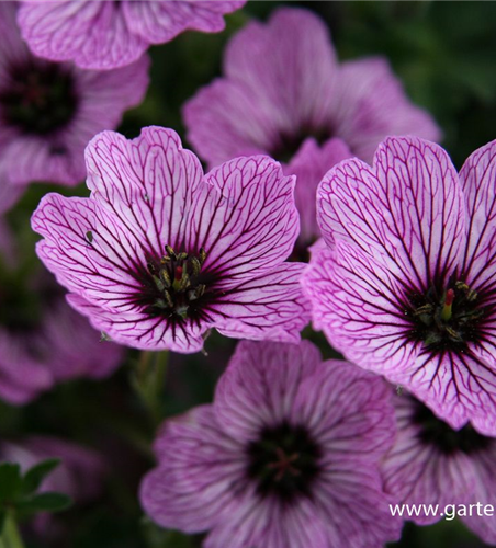 Geranium cinereum 'Ballerina'