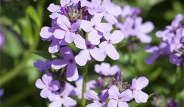 Zum Vergrößern klicken Bildvorschau