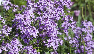 Zum Vergrößern klicken Bildvorschau