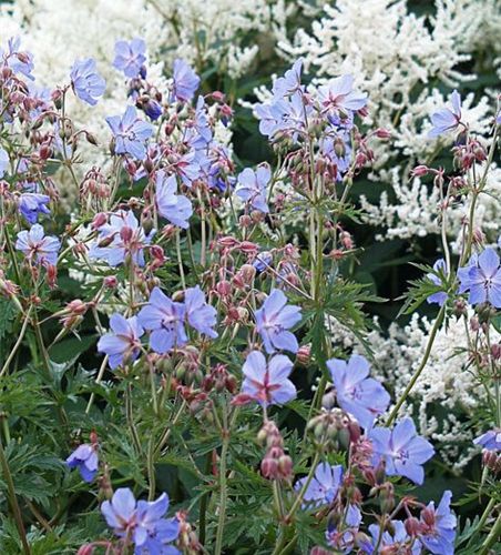 Geranium pratense