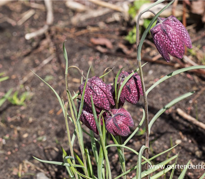 Gewöhnliche Schachblume
