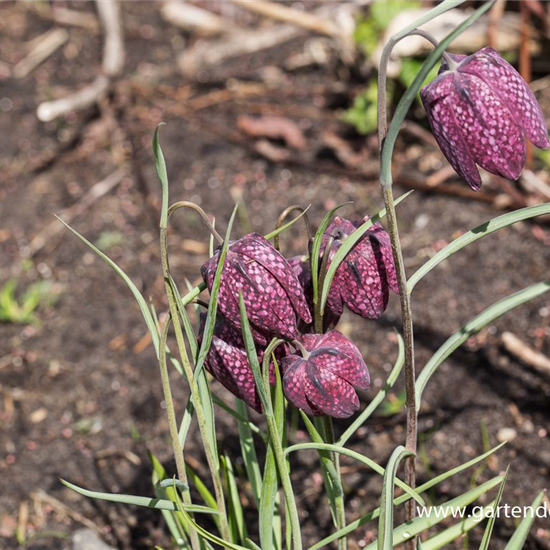 Gewöhnliche Schachblume