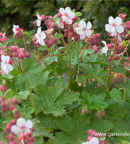 Geranium macrorrhizum 'Spessart'