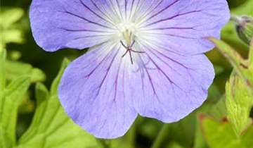 Zum Vergrößern klicken Bildvorschau