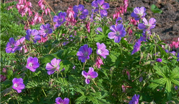 Zum Vergrößern klicken Bildvorschau