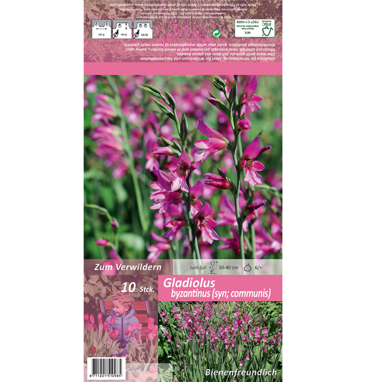 Gladiolus communis