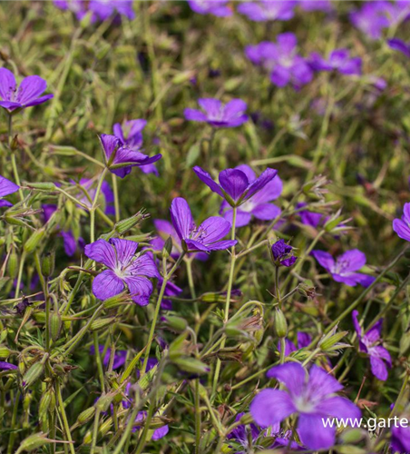 Geranium collinum 'Nimbus' Geranium collinum 'Nimbus'
