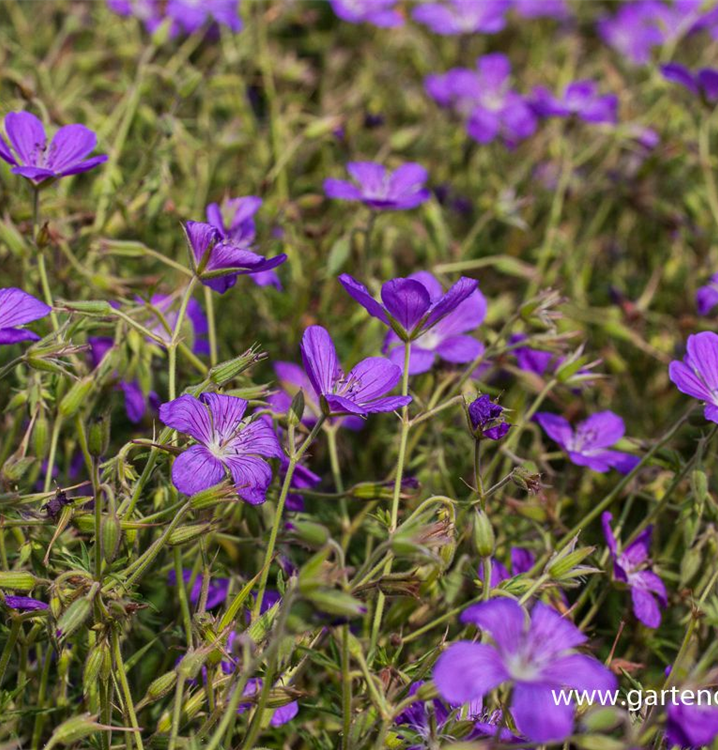 Hügel-Storchschnabel Hügel-Storchschnabel