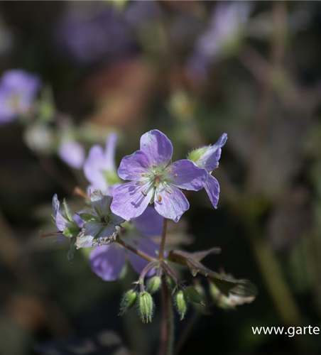 Geranium maculatum 'Espresso'