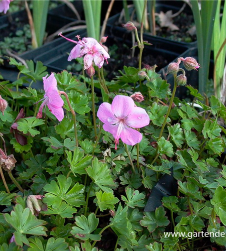 Geranium dalmaticum