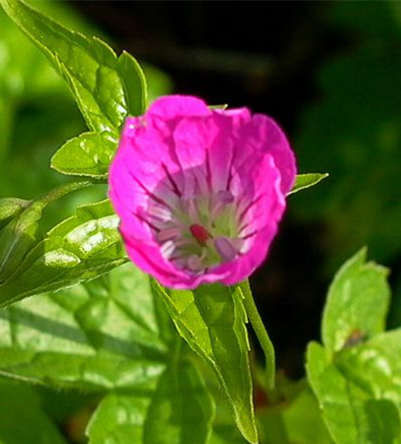 Geranium nodosum