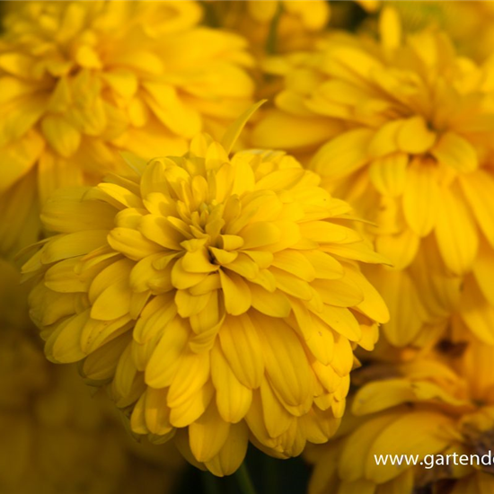 Geschlitztblättriger Sonnenhut 'Goldquelle'