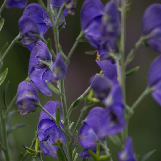 Gewöhnlicher Eisenhut Gewöhnlicher Eisenhut