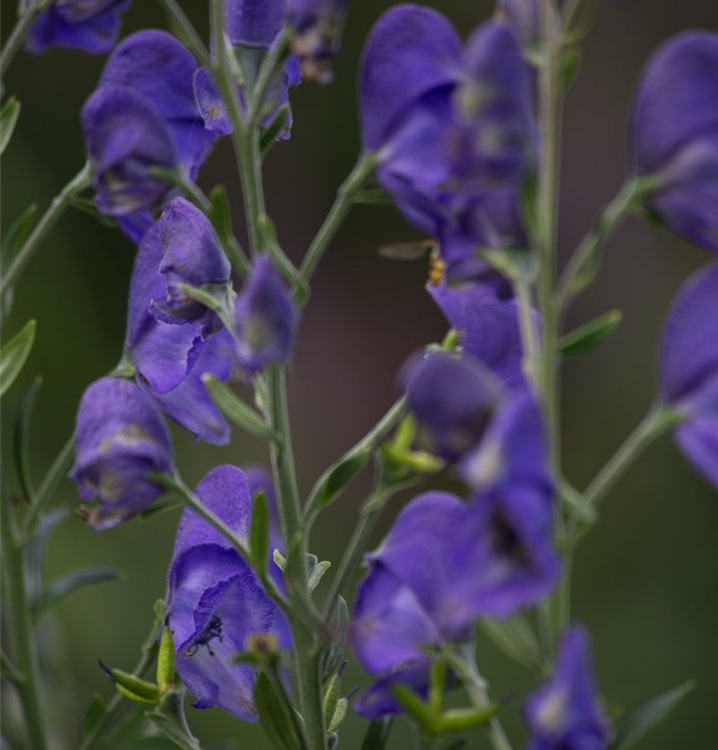 Aconitum napellus