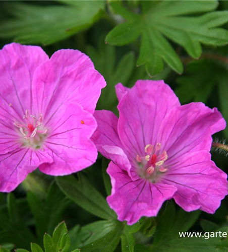 Gestreifter Garten-Storchschnabel 'Ankum´s Pride'