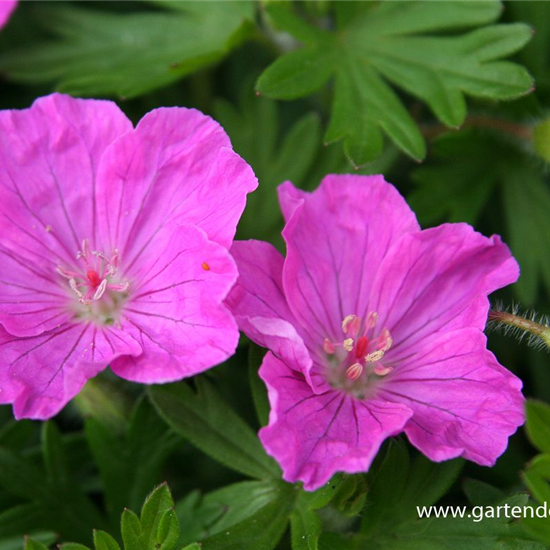 Gestreifter Garten-Storchschnabel 'Ankum´s Pride'