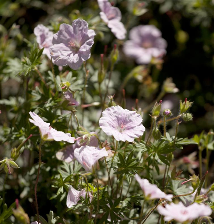 Geranium sanguineum var. striatum