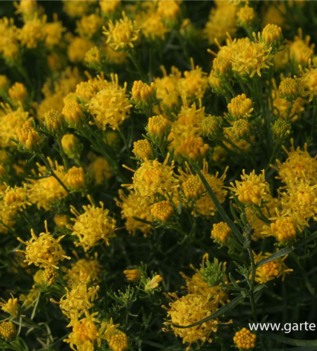 Goldhaar-Aster Goldhaar-Aster