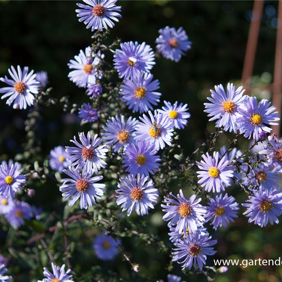 Glatte Garten-Aster 'Calliope'