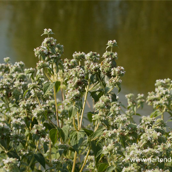 Grannenlose Scheinbergminze