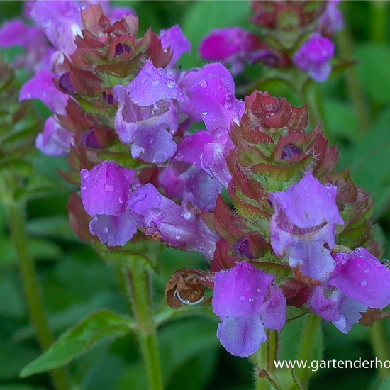 Großblütige Braunelle Großblütige Braunelle