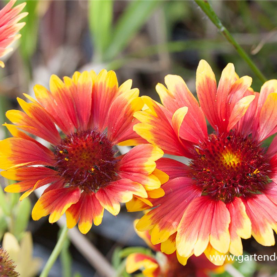 Großblumige Garten-Kokardenblume 'Fackelschein'