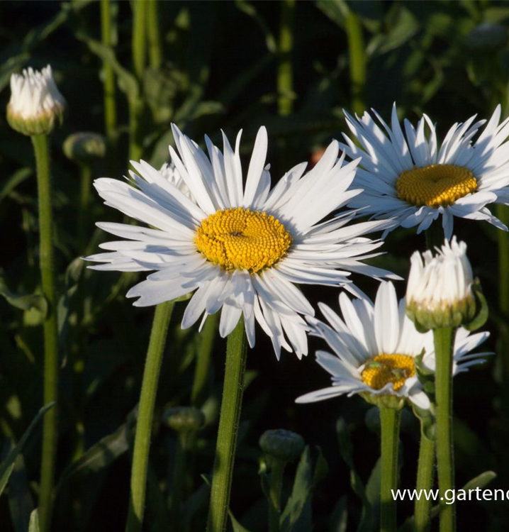 Leucanthemum x superbum 'Brightside'