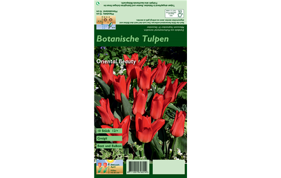 Greigii-Tulpe 'Oriental Beauty'